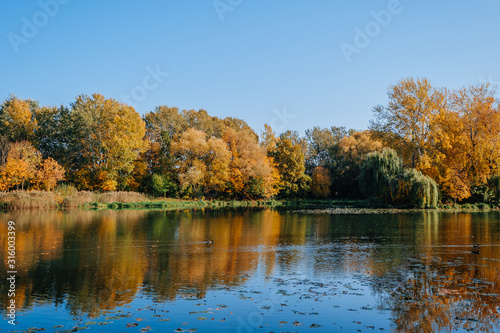 Autumn river bank with orange beech leaves