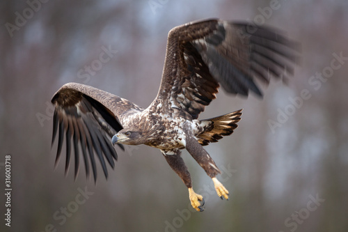white tailed eagle, haliaeetus albicilla, Europe nature © prochym