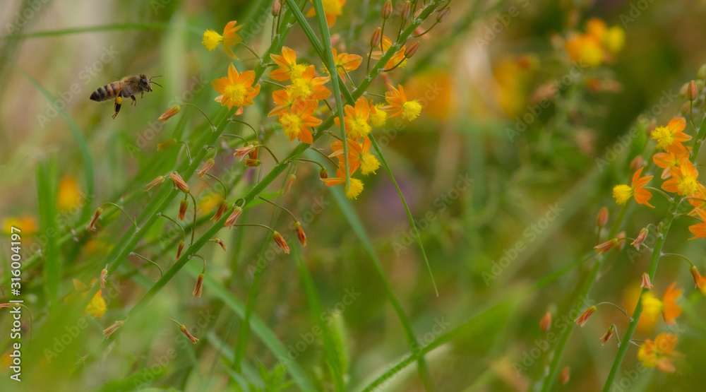 Abeja volando entre flores naranjas y amarillas. Abeja volando entre flores naranjas y amarillas.