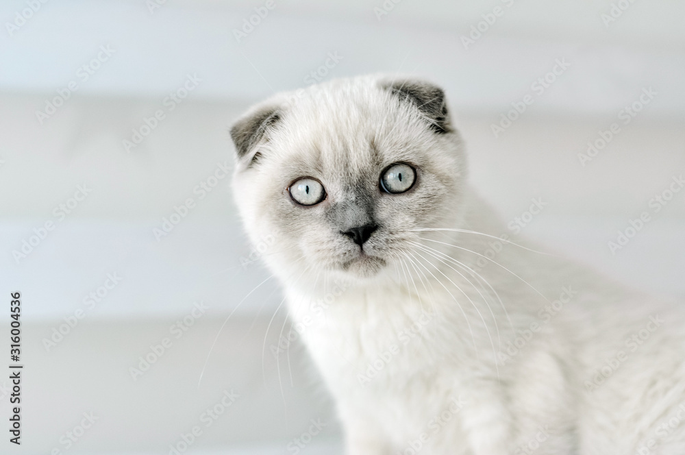White Scottish fold domestic cat sitting in bed. Beautiful white kitten. Portrait of Scottish kitten with blue eyes. Cute white cat kitten fold grey ears. Cozy home. Animal pet cat. Close up