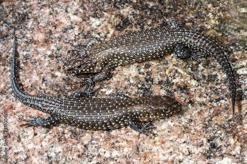 Juvenile Cunningham Skinks