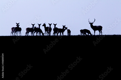 Follow deer (Dama dama) from romanian wilderness