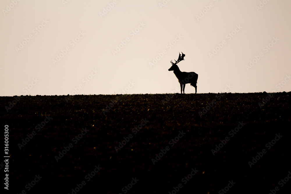 Follow deer (Dama dama) from romanian wilderness Follow deer (Dama dama) from romanian wilderness