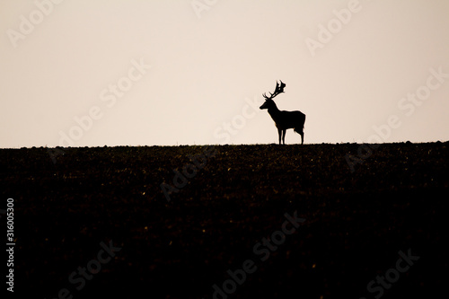 Follow deer (Dama dama) from romanian wilderness