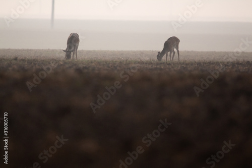 Dama dama, the fallow deer, from . Romania 