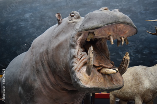Hippo Taxidermy
