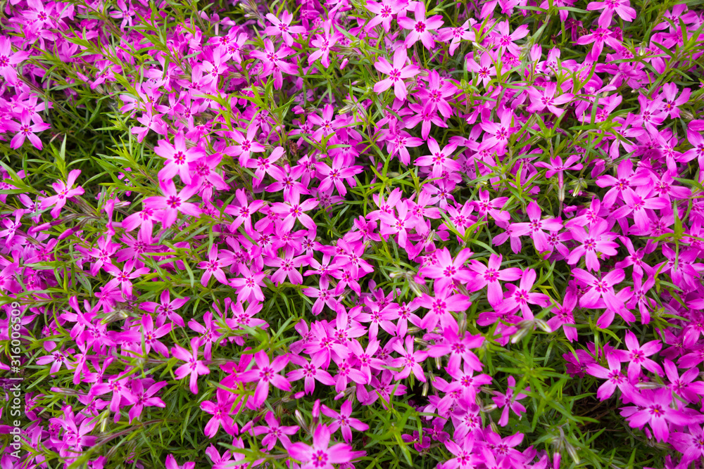 Field of pink violet spring flowers.