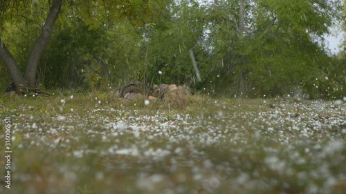 Huge hail, ice snow drops fall from the sky, in the forest. 