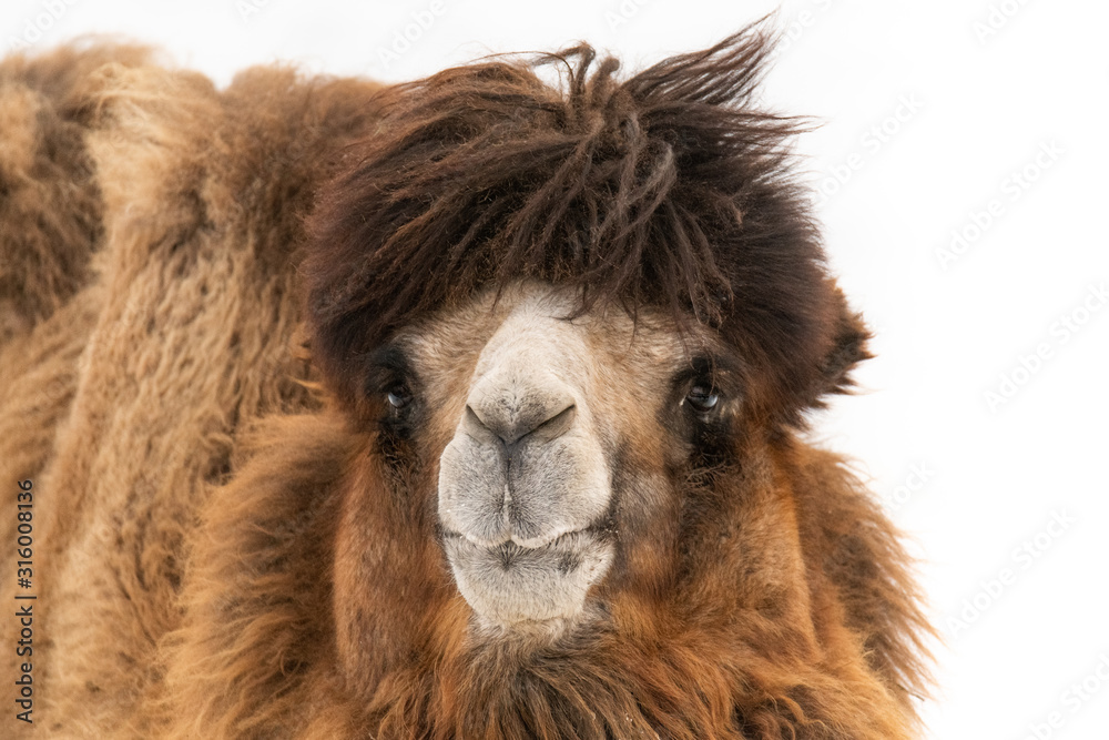 close up head shot of Camel 