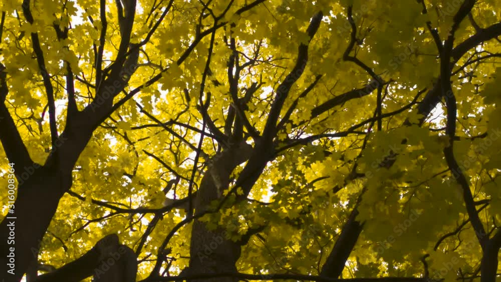 Camera Rotation Under Old Maple. The upward-facing camera rotates slowly under the branches of a sprawling old yellow autumn maple Camera Rotation Under Old Maple. The upward-facing camera rotates slowly under the branches of a sprawling old yellow autumn maple