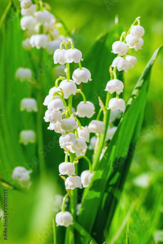 Lily of the valley. Floral spring background in bright spring colors with copy space. Natural nature background with blooming beautiful flowers lilies of the valley lilies-of-the-valley.