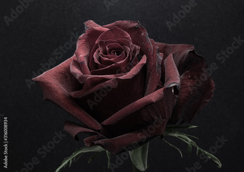 Fototapeta Naklejka Na Ścianę i Meble -  red rose on black background