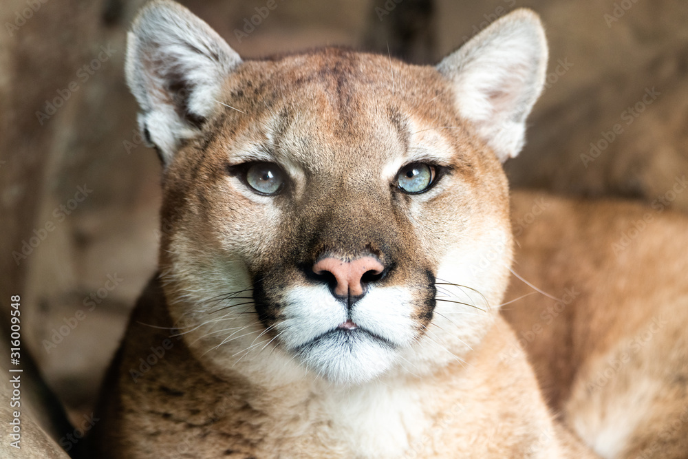 Obraz premium portrait of lynx