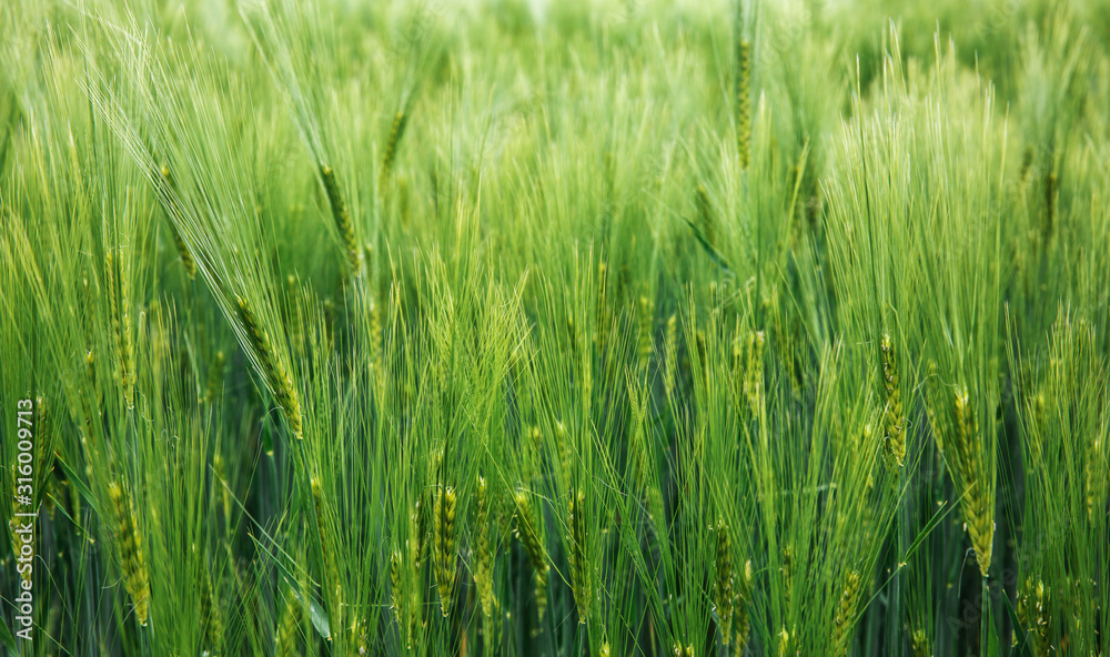 Green barley