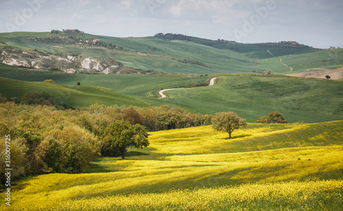 Panoramic view of rapeceed blossoming field