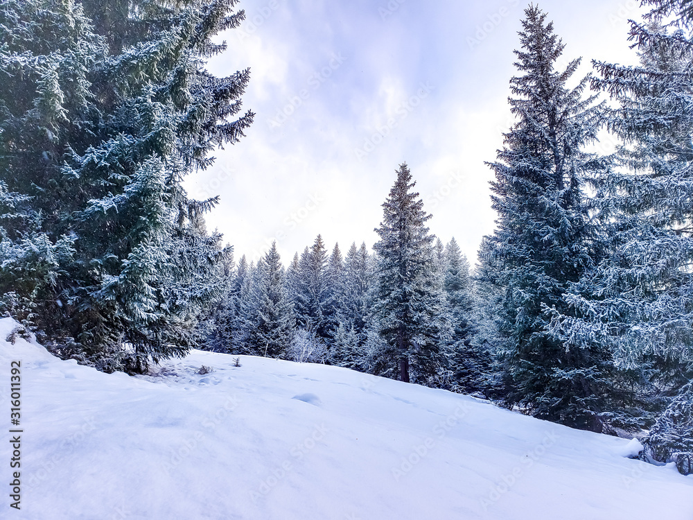 snow covered pine trees in the French Alps snow covered pine trees in the French Alps