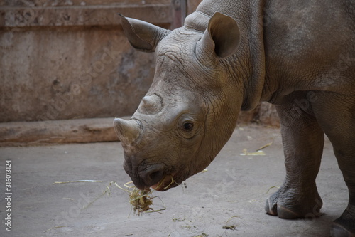 Baby Rhino © Ashleigh
