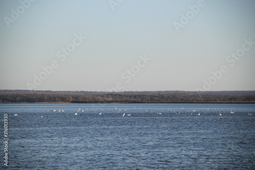 Peaceful landscape with many birds on a lake