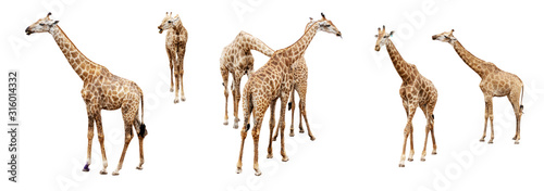 Variation acting of giraffe isolate on white background for graphics resources.