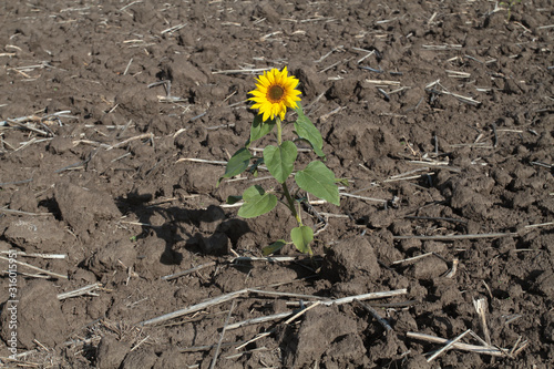 One sunflower flower on a harvested field photo