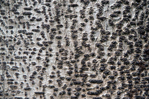 Close-up of tree bark with texture on colorful background of Phyllocarpus Septentionalis Donn.Smith.. photo