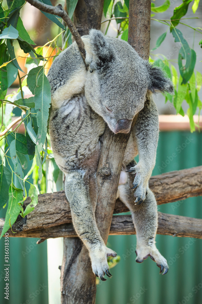 Fototapeta premium Male koala sitting in a tree branch surrounded by eucalyptus leaves