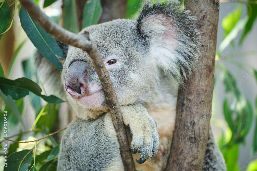 Obraz premium Male koala sitting in a tree branch surrounded by eucalyptus leaves