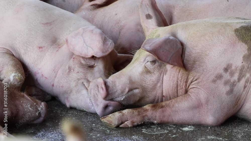 A small piglet in the farm. group of mammal waiting feed. swine in the stall. Popular animals raised around the world for meat consumption and business trading. (Sus scrofa domesticus) A small piglet in the farm. group of mammal waiting feed. swine in the stall. Popular animals raised around the world for meat consumption and business trading. (Sus scrofa domesticus)