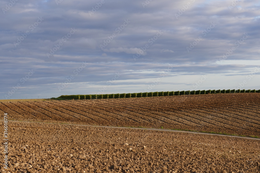 Abgeerntetes Feld mit einem Teil Weinberge im Hintergrund Abgeerntetes Feld mit einem Teil Weinberge im Hintergrund