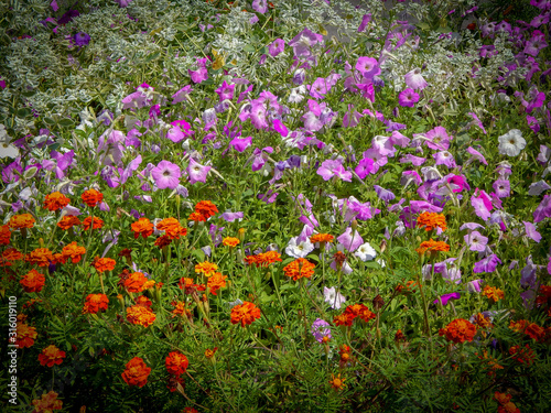 Blossoming colorful flowerbeds in summer city park. Beautiful natural landscape gardening concept.
