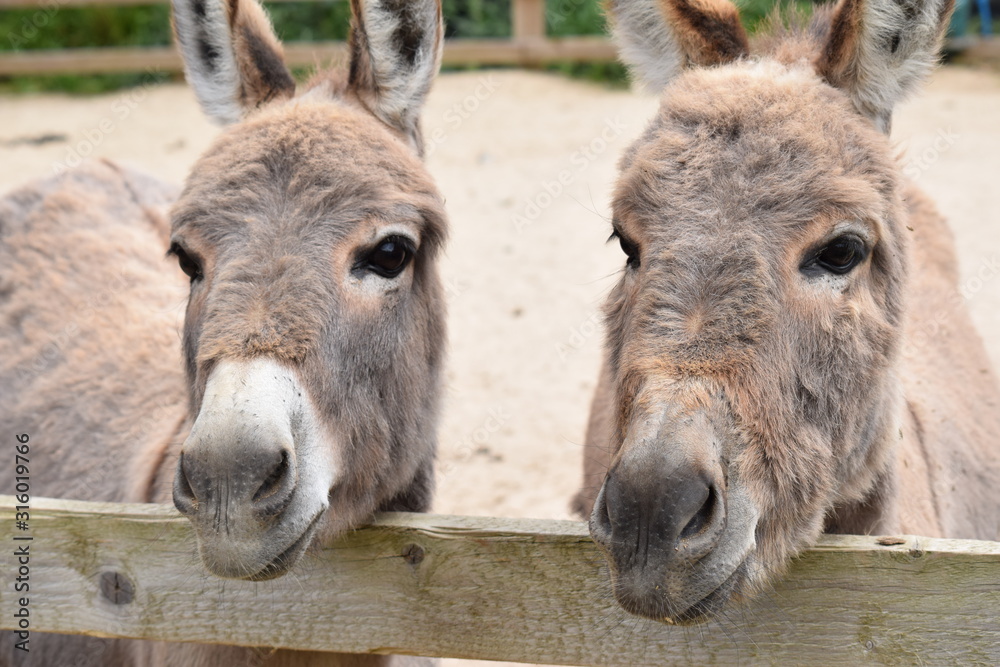 Obraz premium donkey pair