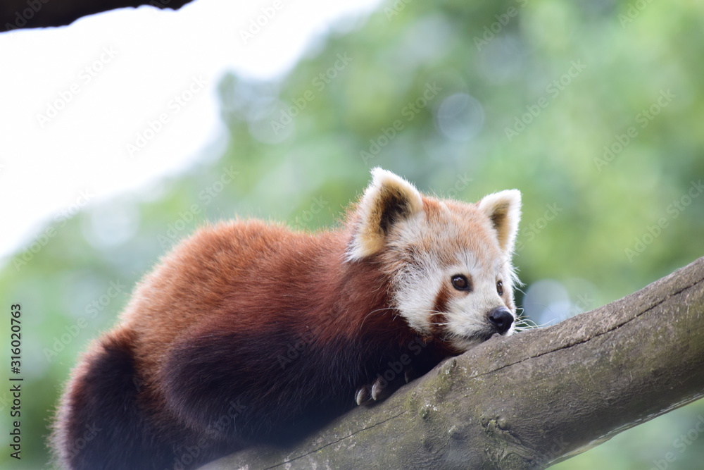 Obraz premium red panda in tree