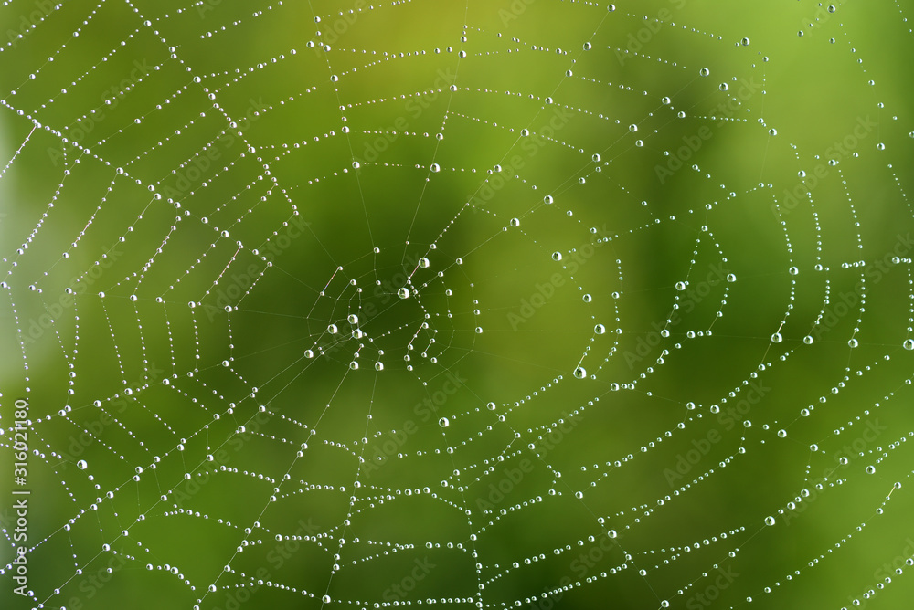 Naklejka premium Close-up and background of a round spider web with lots of water drops that glisten in the sun and in nature against a green background