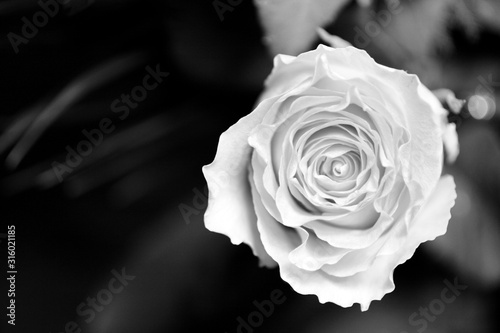 Black and white image of a rose on dark background