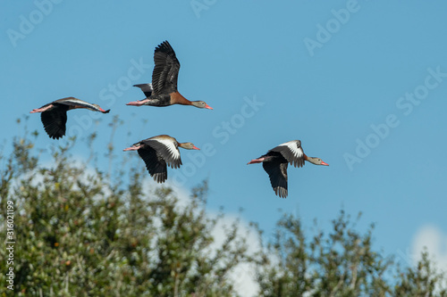 Flock of Black-bellied Whistling Ducks in A Florida Marsh