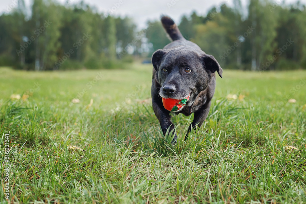 Black Labrador retriever with ball in mouth. Blurry trees in a background