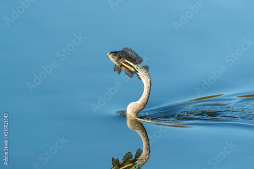Male Anhinga with fish speared © Dennis Donohue