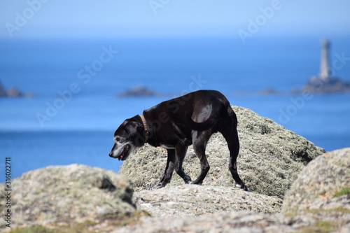 dog on a rock