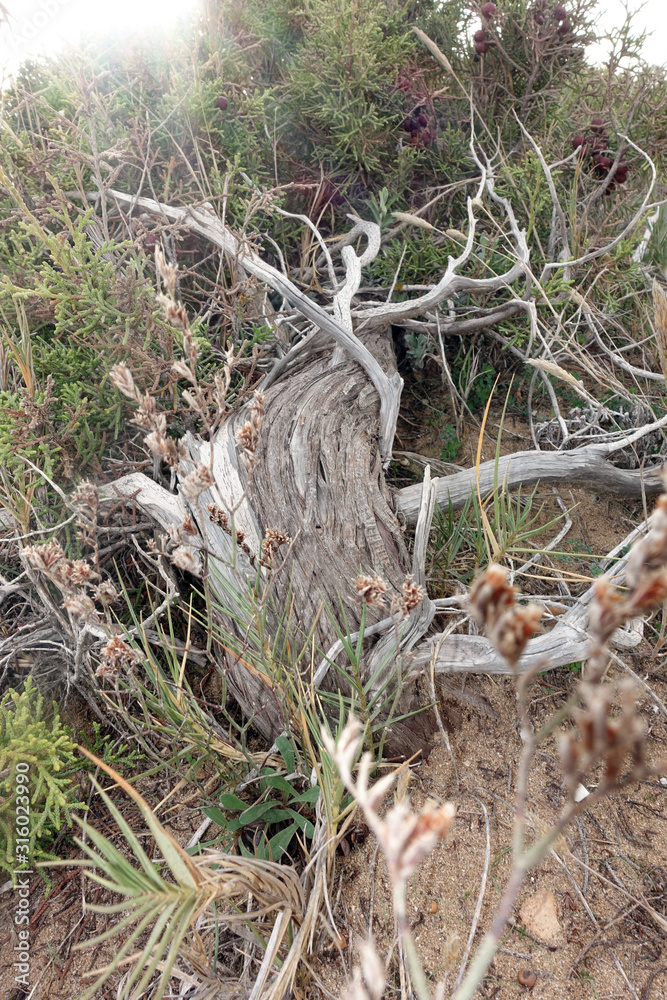 Phönizischer Wacholder (Juniperus phoenicea) Phönizischer Wacholder (Juniperus phoenicea)