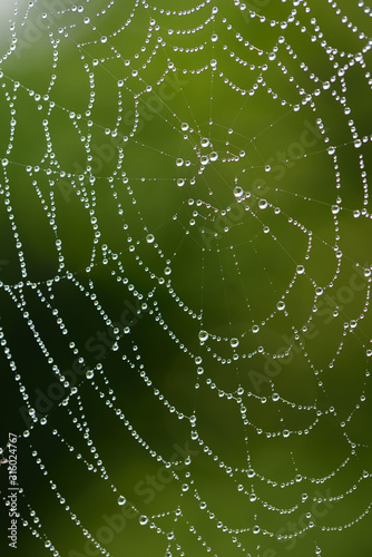 Close-up and background of a round spider web with many drops of water that glisten in the sun and in nature against a green background, in portrait format