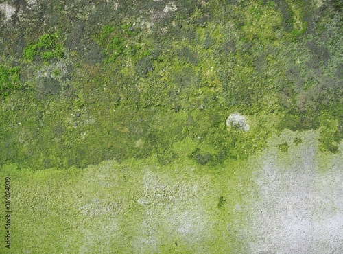 weathered concrete wall with green moss background