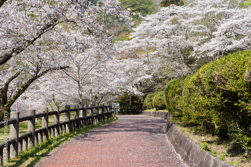 母智丘神社の桜	