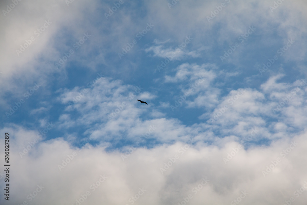 Storks flyig high in the clouds with baby blue sky Storks flyig high in the clouds with baby blue sky
