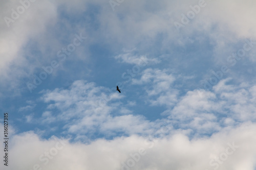 Storks flyig high in the clouds with baby blue sky © WildGlass Photograph