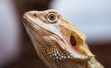 Close up portrait of bearded  lizard