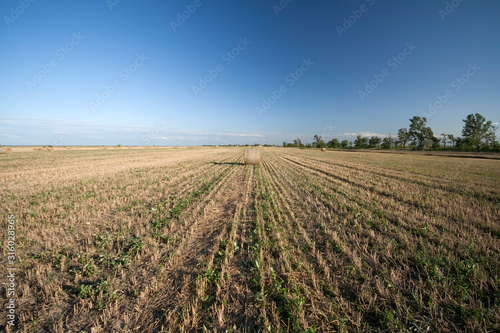 Straw bales on a harvested field in Hungary Straw bales on a harvested field in Hungary