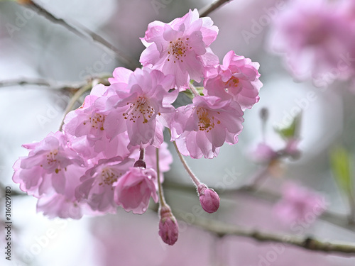 雨の日にしっとりと咲く枝垂桜のアップ