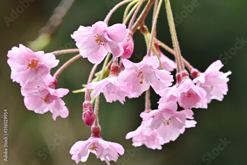 雨の日にしっとりと咲く枝垂桜のアップ