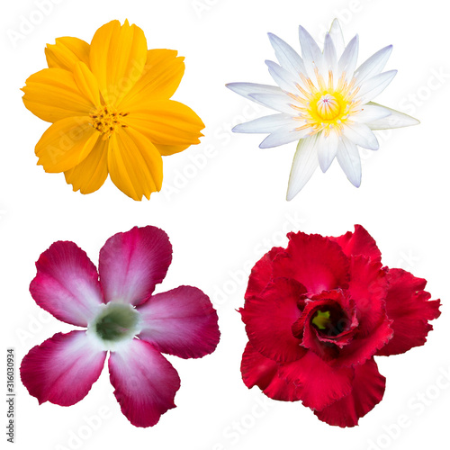 Set flowers dahlias isolated on white background. Flat lay  top view. Super collection