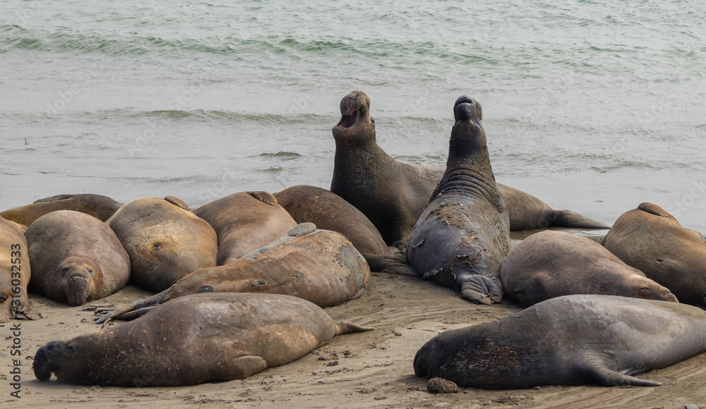 Fototapeta premium Elephant seals relaxing on beach